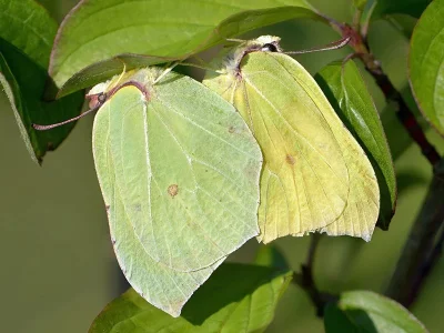 Gonepteryx rhamni