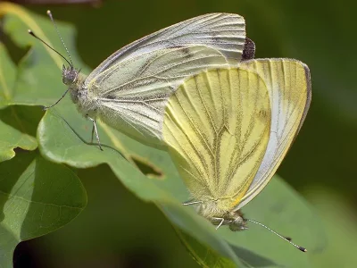 Pieris (Artogeia) napi