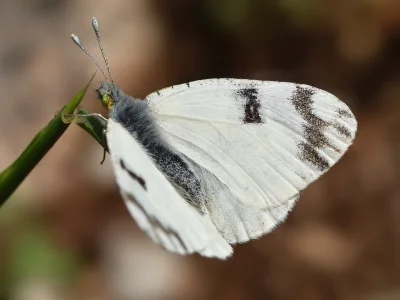 Euchloe (Euchloe) ausonia