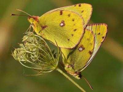 Colias alfacariensis