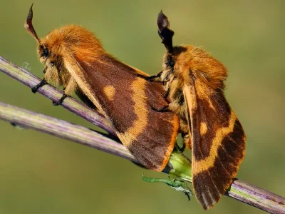 Lemonia dumi
