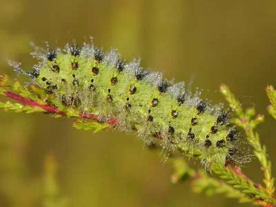 Saturnia (Eudia) pavonia