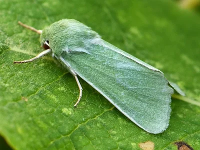 Calamia tridens