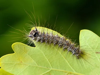 Lymantria (L.) monacha