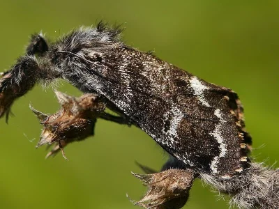 Gynaephora (Gynaephora) selenitica