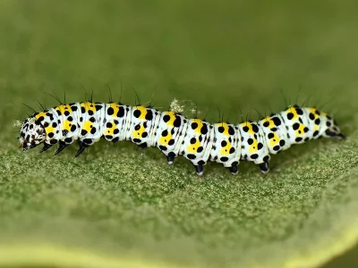 Cucullia verbasci
