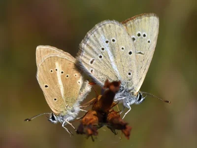 Polyommatus (Agrodiaetus) ripartii