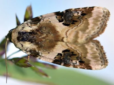 Pseudeustrotia candidula