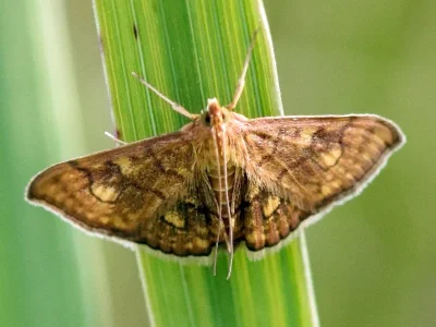 Anania verbascalis