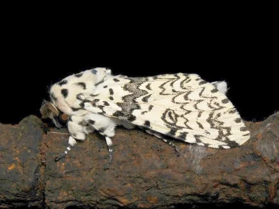 Kamalia kandyia