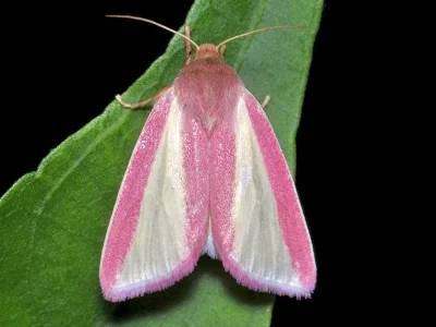 Heliothis (Masalia) galatheae