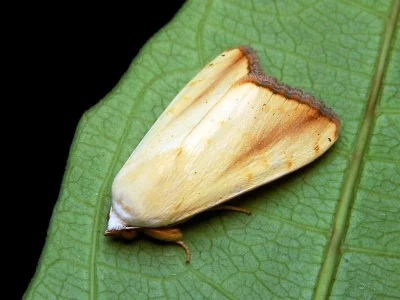 Pardoxia graellsii