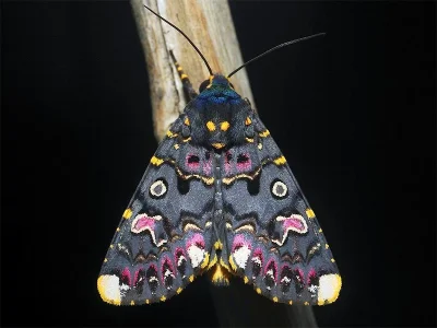 Polytela gloriosae