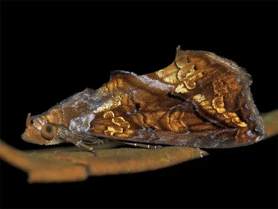 Plusiodonta coelonota
