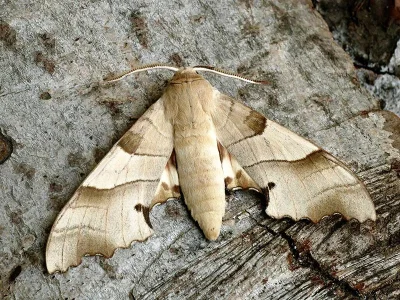 Marumba quercus