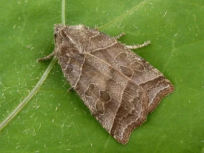 Ipimorpha retusa