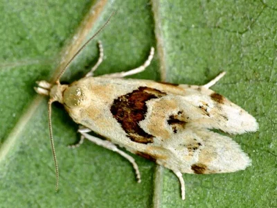 Aethes rubigana