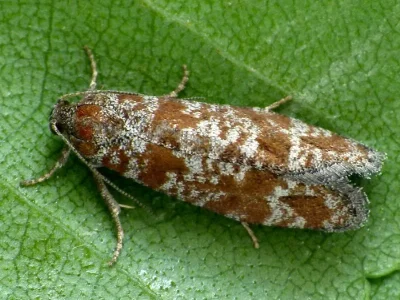 Rhyacionia pinivorana