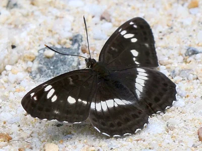 Limenitis camilla