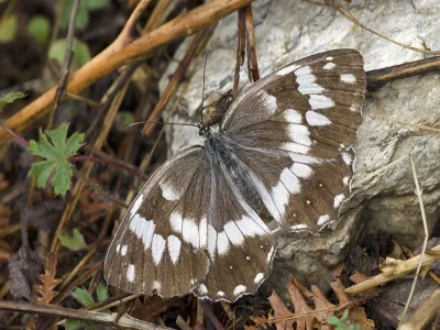 Melanargia (Melanargia) syriaca