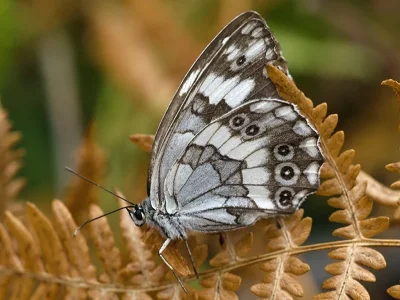 Melanargia (Melanargia) syriaca