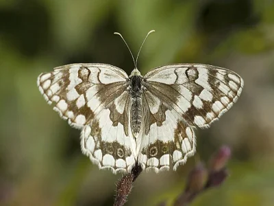 Melanargia (Melanargia) grumi
