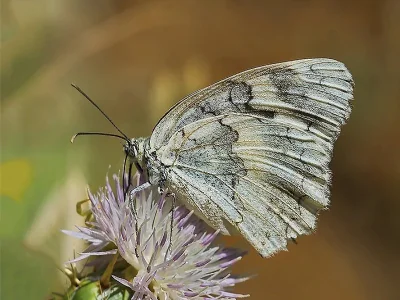 Melanargia (Melanargia) grumi
