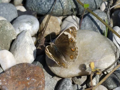 Junonia orithya