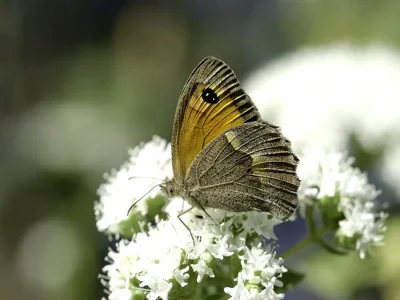 Maniola halicarnassus