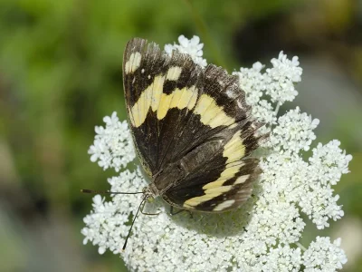 Euapatura mirza