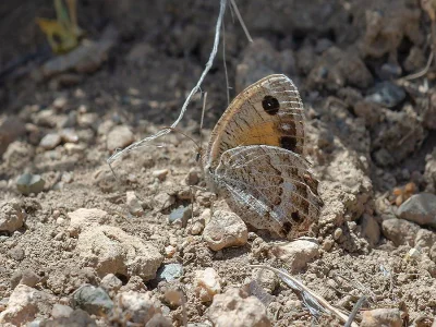 Satyrus favonius
