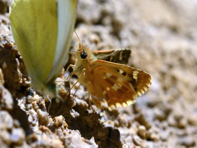 Muschampia proteides