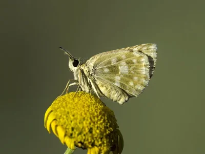 Muschampia poggei