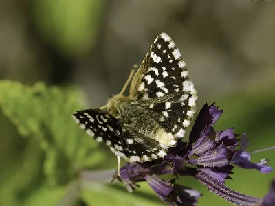 Spialia phlomidis