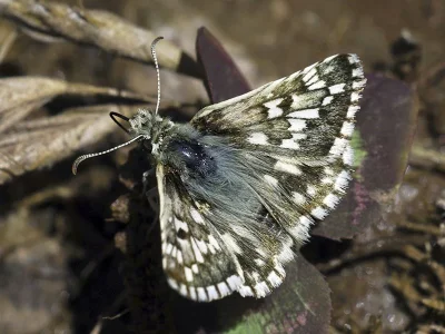 Pyrgus aladaghensis