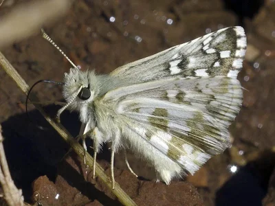 Pyrgus aladaghensis