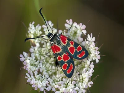 Zygaena (Agrumenia) carniolica