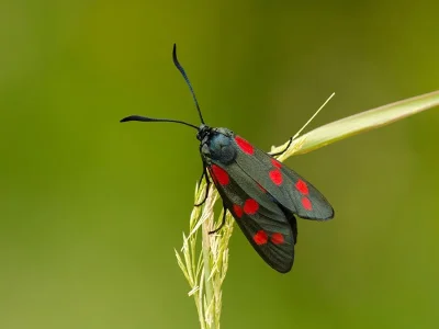 Zygaena (Zygaena) filipendulae
