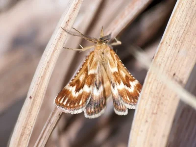 Synaphe moldavica