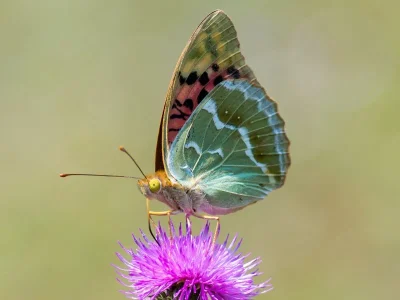 Argynnis (Pandoriana) pandora