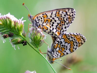 Melitaea cinxia