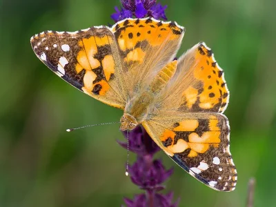 Vanessa cardui