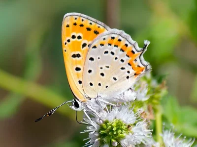 Lycaena (Thersamonia) thersamon