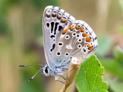 Polyommatus (Lysandra) bellargus