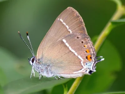 Satyrium (Strymonidia) spini