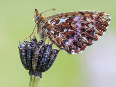 Boloria (Clossiana) titania