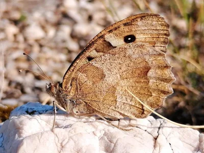 Chazara (Chazara) briseis
