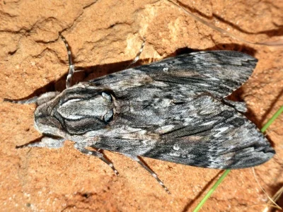 Agrius convolvuli