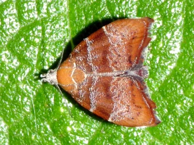 Choreutis nemorana