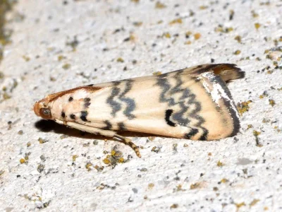 Euzophera lunulella